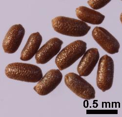 Hypericum tetrapterum seeds.
 © Landcare Research 2010 